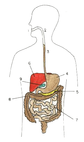 cuerpo humano.gif